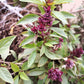 250 SIAM QUEEN Thai BASIL Ocimum Thyrsiflora Herb Flower Seeds