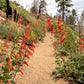 150 Eatons RED FIRECRACKER PENSTEMON Eatonii Native Hummingbird Flower Seeds