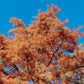20 DAWN REDWOOD Tree Metasequoia Glyptostroboides Conifer Seeds