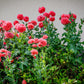 250 Organic PEONY POPPY MIX Papaver Paeoniflorum Mixed Colors Red, White, Pink, Black, Purple, Salmon, Bronze, Lilac, & Bicolor Flower Seeds