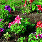 100 STAR MIX PETUNIA Mixed Colors Petunia Violacea Flower Seeds Red Blue Purple