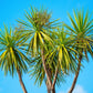 50 CABBAGE PALM / GIANT DRACAENA Australis Cordyline Tree Houseplant Seeds