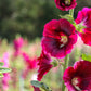 25 DARK RED HOLLYHOCK Alcea Rosea Flower Seeds Perennial