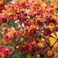 100 HELENIUM ' AUTUMN LEAVES ' Mix Helenium Autumnale Sneezeweed Mixed Colors Flower Seeds