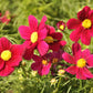300 RED COSMOS DAZZLER Cosmos Bipinnatus Flower Seeds