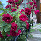 5 BURGUNDY CLIMBING ROSE Red Rosa Bush Vine Climber Fragrant Flower Seeds