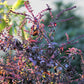 200 Purple Krishna Tulsi HOLY BASIL Ocimum Sanctum Tenuiflorum Herb Flower Seeds