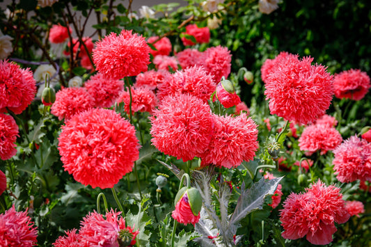 100 Giant Double RED PEONY POPPY Papaver Peoniflorum Flower Seeds