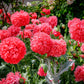 250 Organic PEONY POPPY MIX Papaver Paeoniflorum Mixed Colors Red, White, Pink, Black, Purple, Salmon, Bronze, Lilac, & Bicolor Flower Seeds