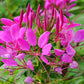 200 MAUVE QUEEN CLEOME Spinosa Hassleriana Purple Pink Spider Flower Seeds