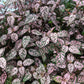 10 Dwarf PINK POLKA DOT PLANT Splash Select Hypoestes Phyllostachya Flower Houseplant Seeds