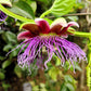 5 GIANT GRANADILLA Red Passion Flower Passiflora Quadrangularis Yellow Fruit Vine Seeds