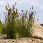 1000 SOFT RUSH (Common Rush) Juncus Effusus Ornamental Grass Seeds