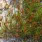 1000 SOFT RUSH (Common Rush) Juncus Effusus Ornamental Grass Seeds
