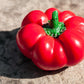 100 PIMENTO PEPPER (Red Sweet Pimientio / Italianelle / Cheese, Roasting, Frying Pepper) Capsicum Annuum Seeds