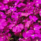 200 MAGENTA PINK LOBELIA Regatta Lobelia Erinus Flower Seeds