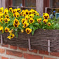 50 YELLOW & BROWN PANSY Swiss Giant Violet Viola Wittrockiana Flower Seeds