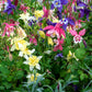 100 DWARF COLUMBINE MIX Aquilegia Vulgaris Mixed Colors Flower Seeds