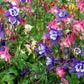 100 DWARF COLUMBINE MIX Aquilegia Vulgaris Mixed Colors Flower Seeds