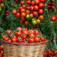 300 LARGE Red CHERRY TOMATO Lycopersicon Lycopersicum Fruit Vegetable Seeds