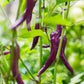 50 PURPLE CAYENNE PEPPER Hot Capsicum Annuum Vegetable Seeds