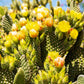 10 Yellow PRICKLY PEAR CACTUS Nopal Opuntia Ficus-Indica Flower Purple Fruit Seeds