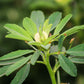 300 FENUGREEK Trigonella Foenum Graecum Herb Flower Seeds