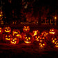50 JACK O LANTERN PUMPKIN Cucurbita Maxima Vegetable Seeds