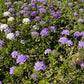 2000 TALL MIX CANDYTUFT Iberis Umbellata Mixed Colors Ground Cover Flower Seeds