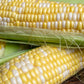 60 BICOLOR CORN DELECTABLE Yellow & White Zea Mays Vegetable Seeds