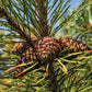 25 MUGO PINE Dwarf Evergreen Pinus Pumilio Shrub Seeds