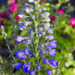 100 BLUE SPIRE LARKSPUR Delphinium Consolida Ambigua Ajacis Flower Seeds