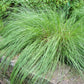 200 PRAIRIE DROPSEED Ornamental Native Grass Sporobolus Heterolepis Seeds