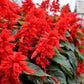 50 RED SALVIA Splendens St. John's Fire Scarlet Sage Flower Seeds