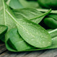 400 Monstrueux De VIROFLAY SPINACH French Spinacia Oleracea Vegetable Seeds