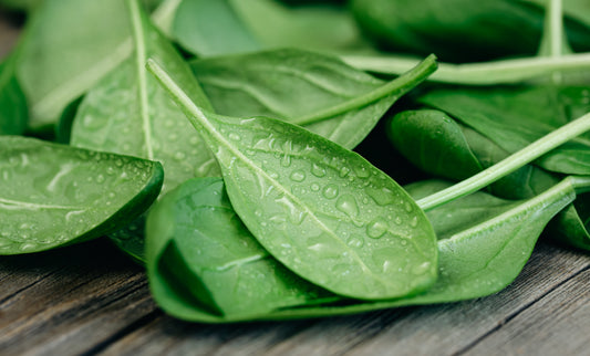 400 Monstrueux De VIROFLAY SPINACH French Spinacia Oleracea Vegetable Seeds