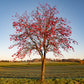 20 ASH TREE Mountain / Amur / Rowan - Sorbus Aucuparia Seeds
