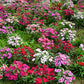 100 WEE Willie Dwarf SWEET WILLIAM Mixed Colors Dianthus Barbatus Flower Seeds