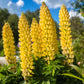 50 GOLDEN LUPINE Lupinus Densiflorus Yellow Hummingbird Flower Seeds