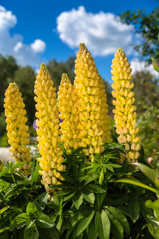 50 GOLDEN LUPINE Lupinus Densiflorus Yellow Hummingbird Flower Seeds