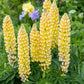 75 Mixed Colors RUSSELL LUPINE (Streamside, Bigleaf, Garden, or Washington Lupine) Lupinus Polyphyllus Flower Seeds