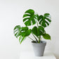 5 Organic SPLIT LEAF PHILODENDRON Monstera Deliciosa Swiss Cheese Plant Vine Seeds