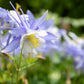 50 Blue ROCKY MOUNTAIN COLUMBINE Aquilegia Caerulea Flower Seeds