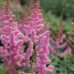 100 PINK MIX ASTILBE (False Spirea / False Goats Beard) Astilbe Chinensis Flower Seeds
