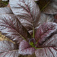 1500 RED GIANT MUSTARD Ornamental Japanese Greens Herb Vegetable Brassica Seeds