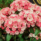 50 MOUNTAIN LAUREL White Pink Red Kalmia Latifolia Shrub Bush Seeds