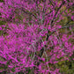 40 GIANT REDBUD TREE Cercis Gigantea Pink Purple Flower Seeds