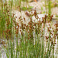 1000 SOFT RUSH (Common Rush) Juncus Effusus Ornamental Grass Seeds