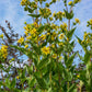 10 Yellow COMPASS PLANT Silphium Laciniatum Prairie Compassplant 4" Flower Seeds