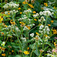 200 RATTLESNAKE MASTER / Button Snakeroot  Eryngium Yuccifolium Flower Seeds